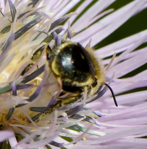 Osmia latreillei